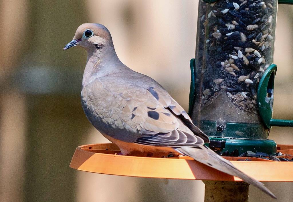 Mourning Dove at Feeder by Alabama Extension is marked with CC0 1.0.